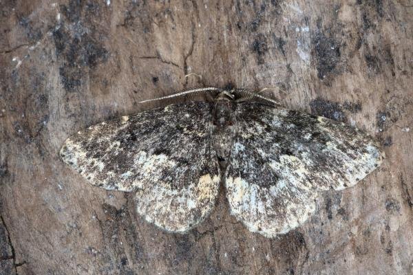 Waved Black (Parascotia fuliginaria), adult. Ouston, 21-07-2017. Copyright Verna Atkinson. Waved Black (Parascotia fuliginaria), adult. Ouston, 21-07-2017. Copyright Verna Atkinson.