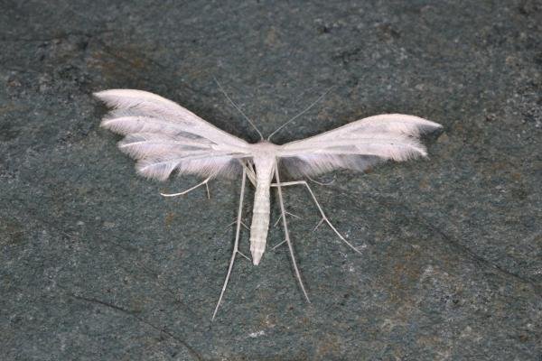 White Plume (Pterophorus pentadactyla), adult. Ouston, 15-06-2020. Copyright Verna Atkinson. White Plume (Pterophorus pentadactyla), adult. Ouston, 15-06-2020. Copyright Verna Atkinson.