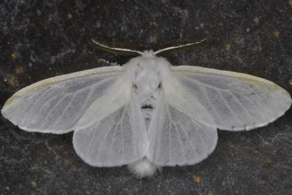 White Satin (Leucoma salicis), adult. Ouston, 12-07-2021. Copyright Verna Atkinson. White Satin (Leucoma salicis), adult. Ouston, 12-07-2021. Copyright Verna Atkinson.