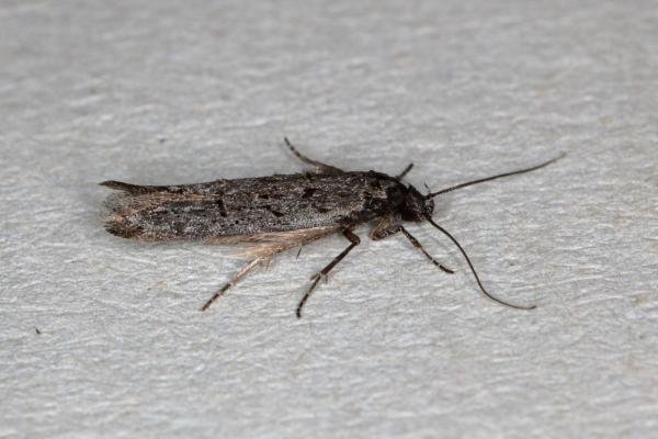 Xenolechia aethiops, adult. Ouston, 08-04-2020. Copyright Verna Atkinson. Xenolechia aethiops, adult. Ouston, 08-04-2020. Copyright Verna Atkinson.