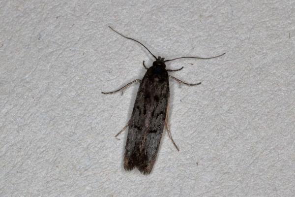 Xenolechia aethiops, adult. Ouston, 08-04-2020. Copyright Verna Atkinson. Xenolechia aethiops, adult. Ouston, 08-04-2020. Copyright Verna Atkinson.