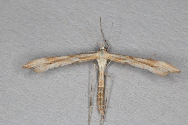 Yarrow Plume (Gillmeria pallidactyla), adult. Ouston, 22-07-2016. Copyright Verna Atkinson. Yarrow Plume (Gillmeria pallidactyla), adult. Ouston, 22-07-2016. Copyright Verna Atkinson.