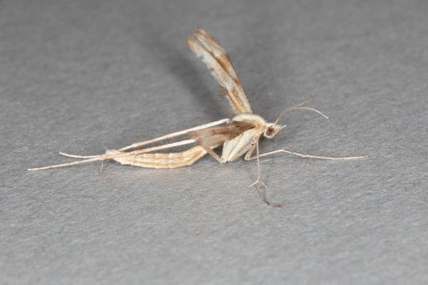 Yarrow Plume (Gillmeria pallidactyla), adult. Ouston, 22-07-2016. Copyright Verna Atkinson. Yarrow Plume (Gillmeria pallidactyla), adult. Ouston, 22-07-2016. Copyright Verna Atkinson.
