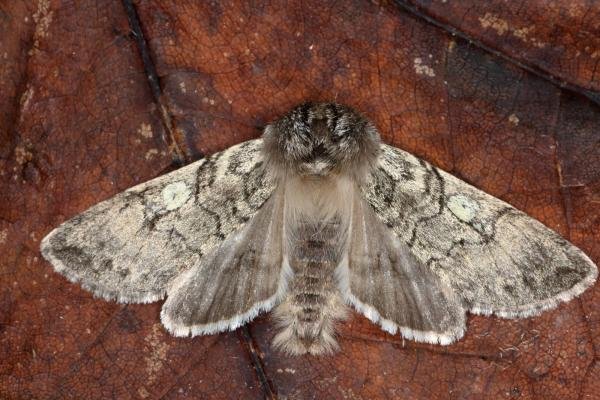 Yellow Horned (Achlya flavicornis), adult. Ouston, 15-03-2016. Copyright Verna Atkinson.