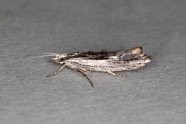 Ypsolopha scabrella, adult. Ouston, 15-08-2019. Copyright Verna Atkinson.