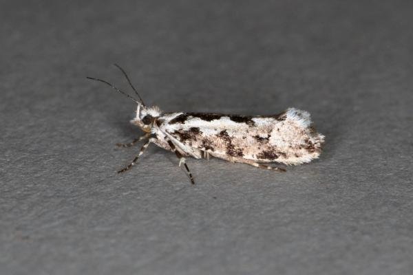 Ypsolopha sequella, adult. Ouston, 12-09-2019. Copyright Verna Atkinson.