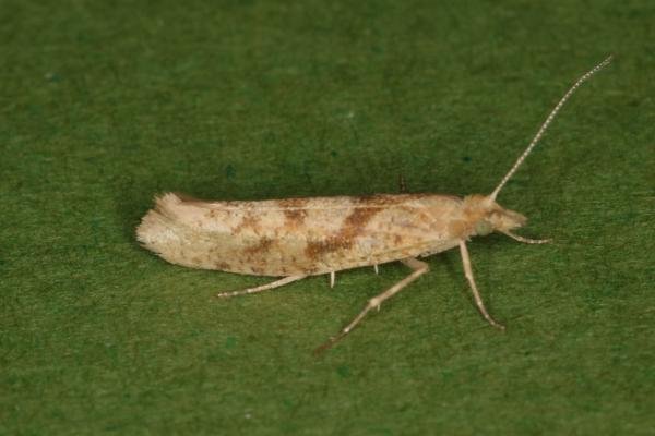 Ypsolopha sylvella, adult. Ouston, 08-09-2022. Copyright Verna Atkinson. Ypsolopha sylvella, adult. Ouston, 08-09-2022. Copyright Verna Atkinson.