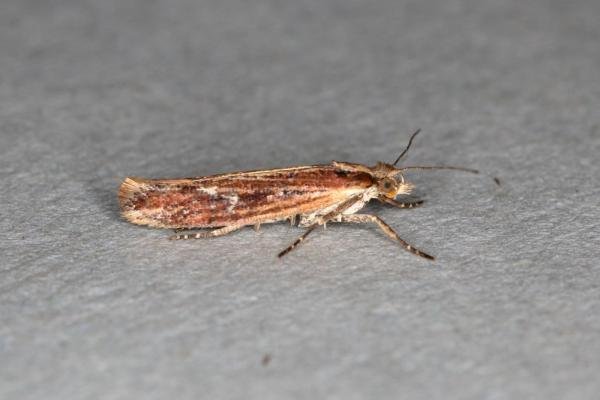Ypsolopha ustella, adult. Ouston, 31-12-2019. Copyright Verna Atkinson.