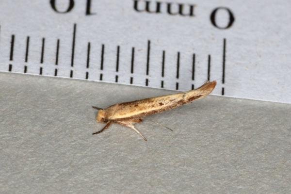 Zelleria hepariella, adult. Ouston, 15-04-2018. Copyright Verna Atkinson. Zelleria hepariella, adult. Ouston, 15-04-2018. Copyright Verna Atkinson.