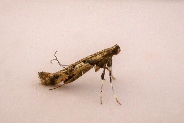 Caloptilia honoratella, adult. Chester-le-Street. Copyright Keith Dover. Caloptilia honoratella, adult. Chester-le-Street. Copyright Keith Dover.