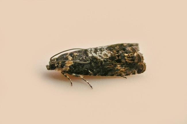 Pammene suspectana, adult. Chester-le-Street. Copyright Keith Dover.