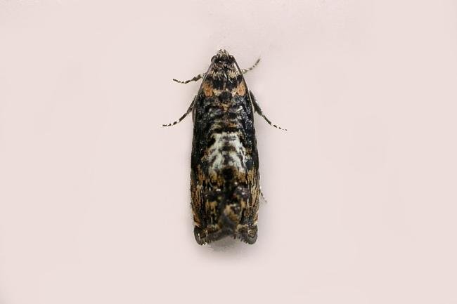 Pammene suspectana, adult. Chester-le-Street. Copyright Keith Dover.