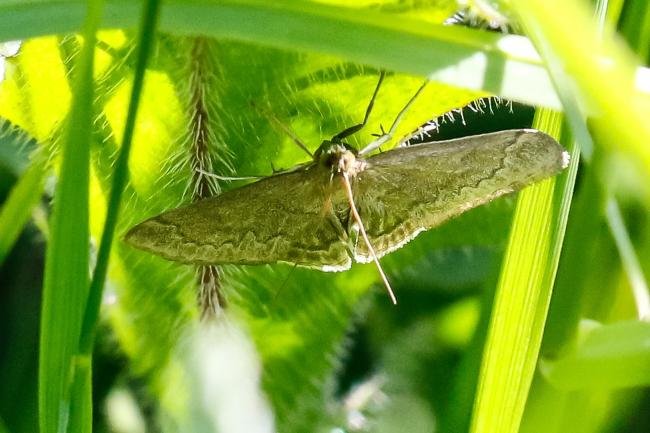Anania fuscalis, adult. 01-06-2024. Copyright Arto Maatta.