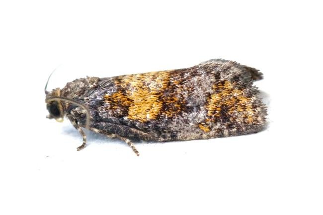 Ptycholomoides aeriferana, adult. Crossgate Moor, 28-07-2024. Copyright Arto Maatta.