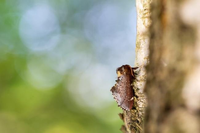 Scarce Prominent (Odontosia carmelita), adult. Waldridge Fell, 30-04-2025. Copyright Christopher Blakey.