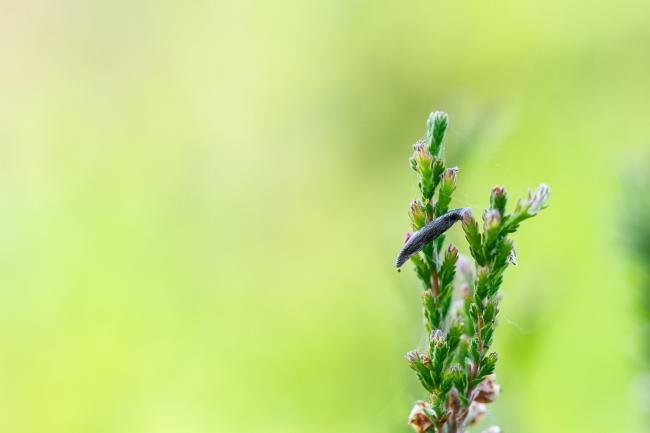 Coleophora pyrrhulipennella, adult. Waldridge Fell, 30-04-2025. Copyright Christopher Blakey.