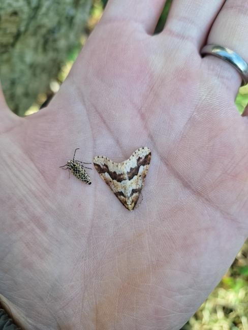 Mottled Umber (Erannis defoliaria), adult, female. Waldridge Fell, 15-01-2025. Copyright Christopher Blakey.