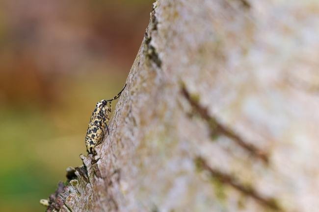 Mottled Umber (Erannis defoliaria), adult, female. Waldridge Fell, 15-01-2025. Copyright Christopher Blakey.