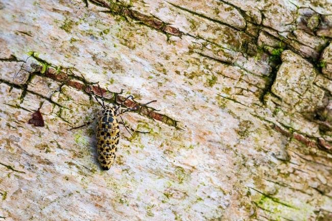 Mottled Umber (Erannis defoliaria), adult, female. Waldridge Fell, 15-01-2025. Copyright Christopher Blakey.