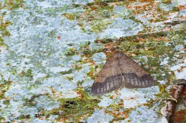 Dotted Border (Agriopis marginaria), adult, male. Black Plantation, 06-02-2025. Copyright Christopher Blakey.
