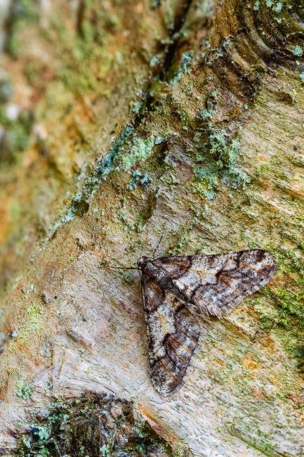 Spring Usher (Agriopis leucophaearia), adult, male. Black Plantation, 06-02-2025. Copyright Christopher Blakey.