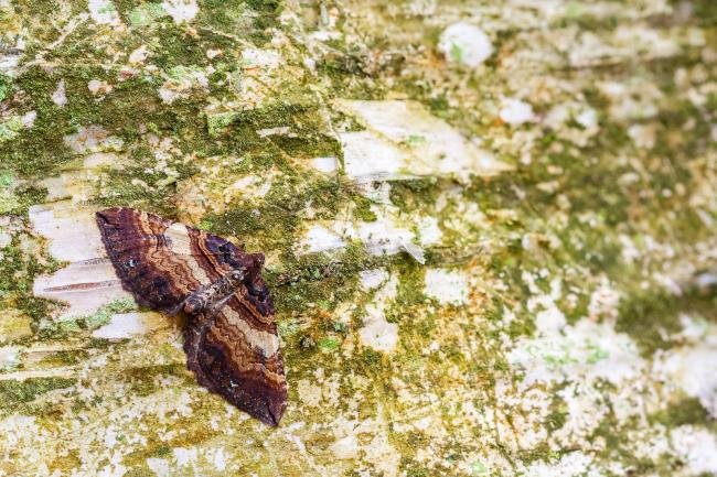 Shoulder Stripe (Earophila badiata), adult. Waldridge Fell, 24-03-2025. Copyright Christopher Blakey.