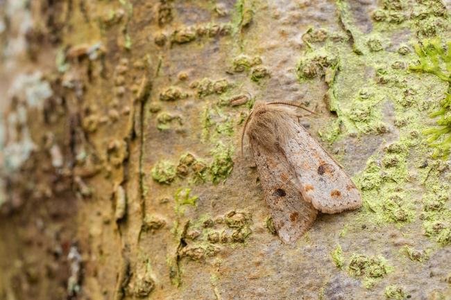 Twin-spotted Quaker (Anorthoa munda), adult. Comb Bridges, 25-03-2025. Copyright Christopher Blakey.