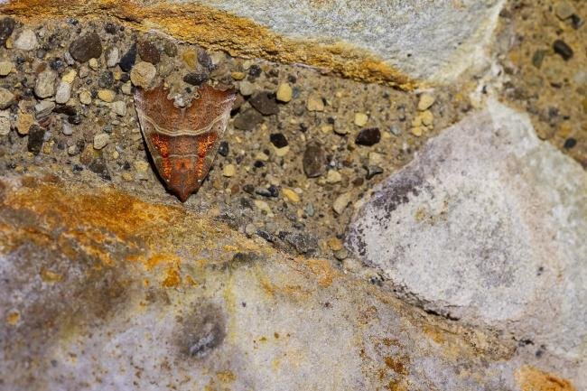 Herald (Scoliopteryx libatrix), adult. Finchale Abbey, 14-12-2024. Copyright Christopher Blakey.