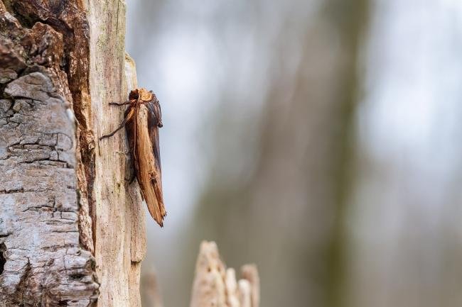 Red Sword-grass (Xylena vetusta), adult. West Moor Plantation, 03-04-2025. Copyright Christopher Blakey.