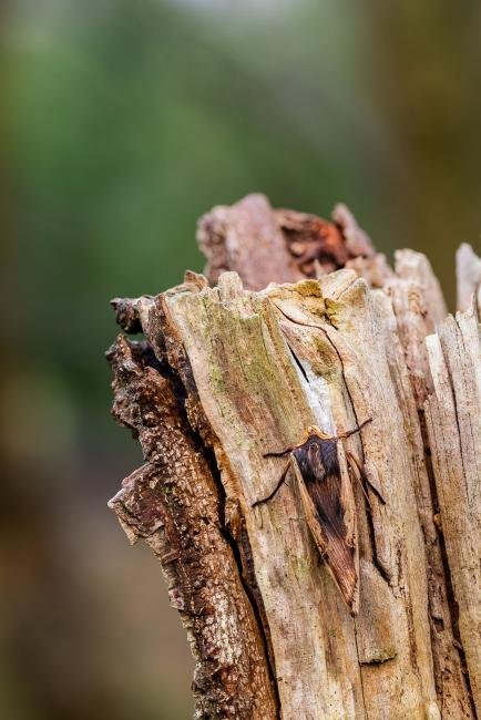 Red Sword-grass (Xylena vetusta), adult. West Moor Plantation, 03-04-2025. Copyright Christopher Blakey.