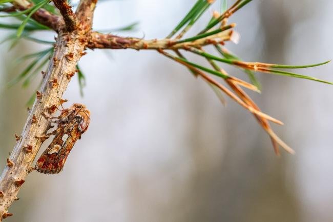 Pine Beauty (Panolis flammea), adult. West Moor Plantation, 03-04-2025. Copyright Christopher Blakey.