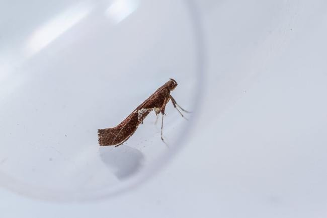 Caloptilia stigmatella, adult. Hardwick Park, 11-04-2025. Copyright Christopher Blakey.
