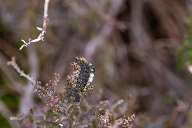 Dark Tussock (Dicallomera fascelina), larval, N/A. Muggleswick Park, 26-04-2025. Copyright Christopher Blakey.