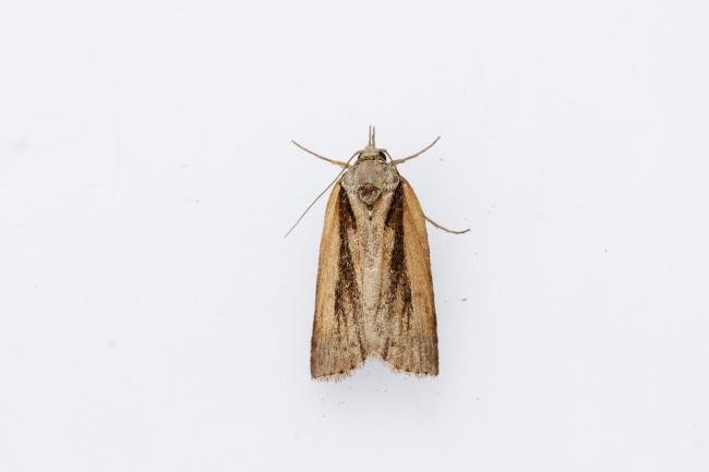 Oak Nycteoline (Nycteola revayana), adult. Waldridge Fell, 28-04-2025. Copyright Christopher Blakey.
