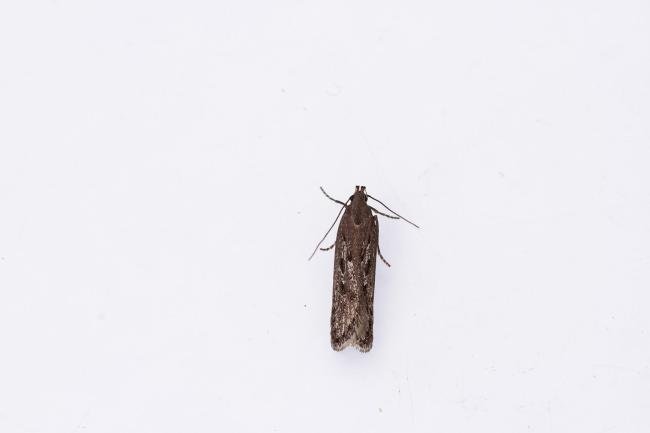 Neofaculta ericetella, adult. Waldridge Fell, 28-04-2025. Copyright Christopher Blakey.