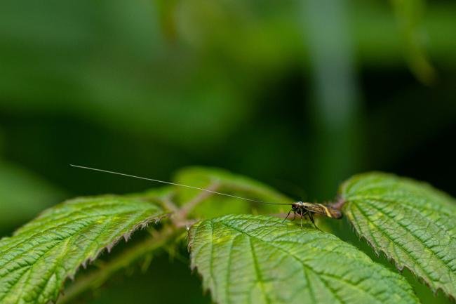 Nemophora degeerella, adult. Cater House Colliery, 16-06-2019. Copyright Christopher Blakey.