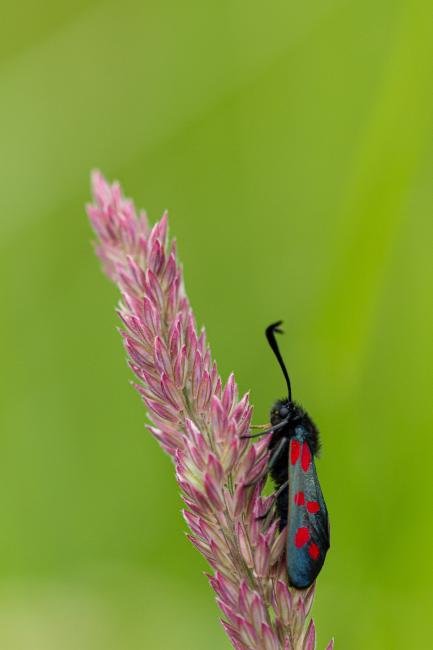 Six-spot Burnet (Zygaena filipendulae), adult. Daisy Hill, 21-06-2019. Copyright Christopher Blakey.