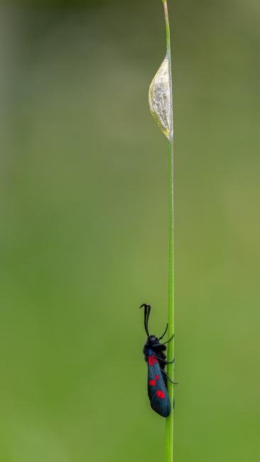 Narrow-bordered Five-spot Burnet (Zygaena lonicerae), adult. Daisy Hill, 21-06-2019. Copyright Christopher Blakey.