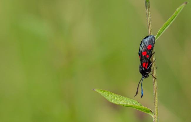 Narrow-bordered Five-spot Burnet (Zygaena lonicerae), adult. Cater House Colliery, 19-07-2019. Copyright Christopher Blakey.