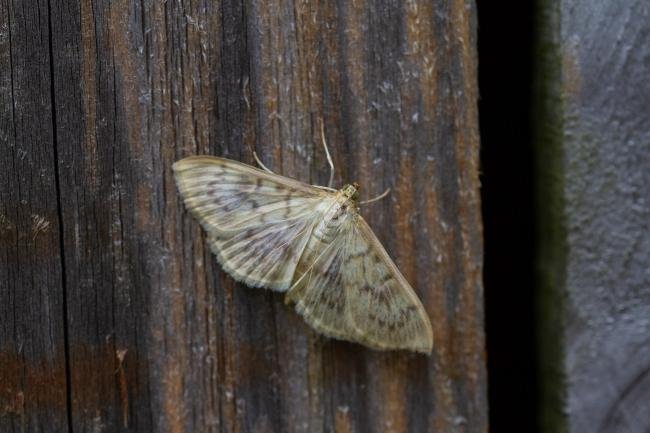 Mother of Pearl (Patania ruralis), adult. Framwellgate Moor, 02-08-2019. Copyright Christopher Blakey.