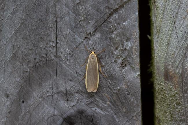 Common Footman (Eilema lurideola), adult. Framwellgate Moor, 02-08-2019. Copyright Christopher Blakey.
