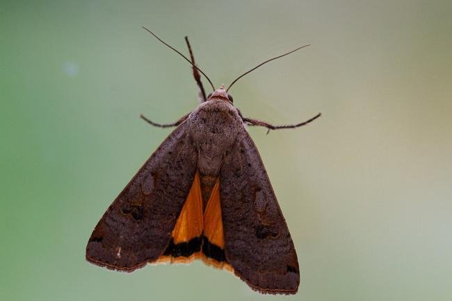 Large Yellow Underwing (Noctua pronuba), adult. Framwellgate Moor, 02-08-2019. Copyright Christopher Blakey.