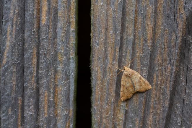 Dun-bar (Cosmia trapezina), adult. Framwellgate Moor, 02-08-2019. Copyright Christopher Blakey.
