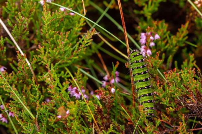 Emperor Moth (Saturnia pavonia), larval. Burnhope Seat, 19-08-2019. Copyright Christopher Blakey.