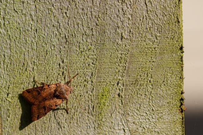 Brown-spot Pinion (Anchoscelis litura), adult. Framwellgate Moor, 25-08-2019. Copyright Christopher Blakey.