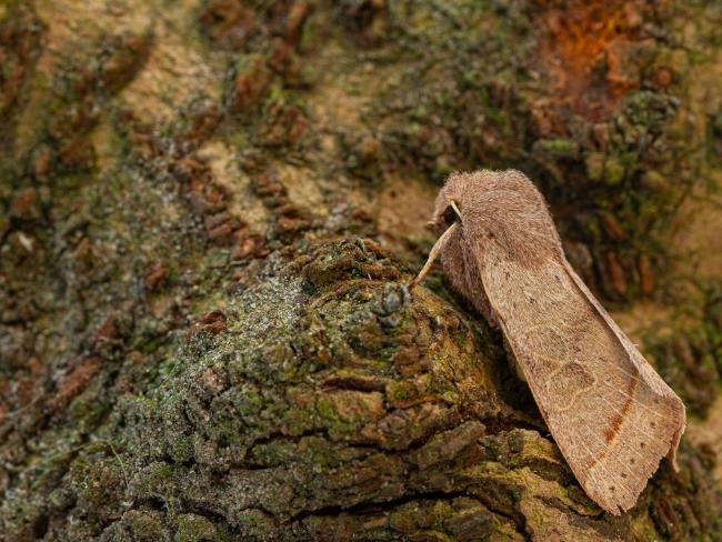 Common Quaker (Orthosia cerasi), adult. Framwellgate Moor, 14-03-2020. Copyright Christopher Blakey.