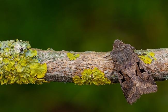 Hebrew Character (Orthosia gothica), adult. Framwellgate Moor, 28-03-2020. Copyright Christopher Blakey.