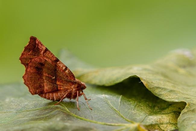Early Thorn (Selenia dentaria), adult. Framwellgate Moor, 09-04-2020. Copyright Christopher Blakey.