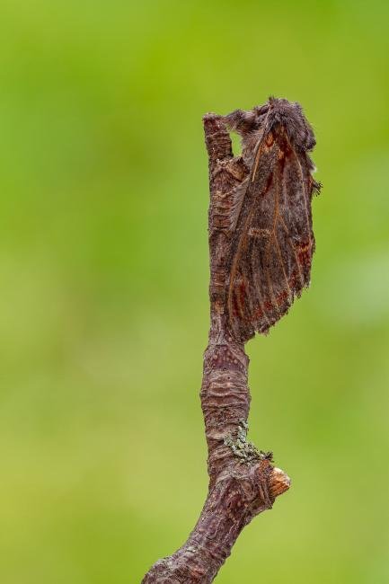 Iron Prominent (Notodonta dromedarius), adult. Framwellgate Moor, 17-05-2020. Copyright Christopher Blakey.