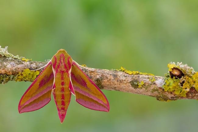 Elephant Hawk-moth (Deilephila elpenor), adult. Framwellgate Moor, 22-05-2020. Copyright Christopher Blakey.